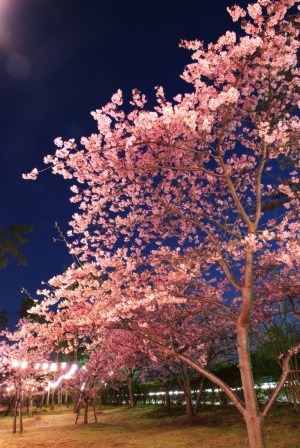 しらこ桜まつりの日程が決まりました！
