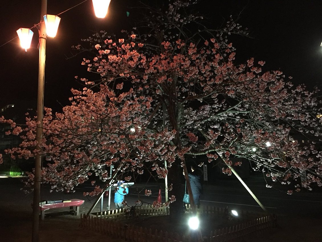 ★夜桜ライトアップ延長決定★