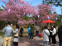 ★2月はしらこ温泉桜祭りが開催されます★