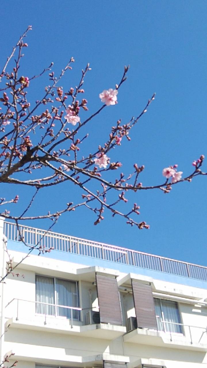 ★本日の桜の開花状況★